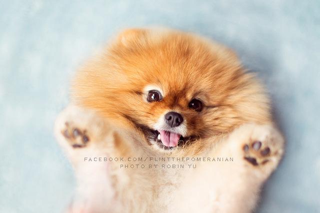 It’s Like All the Cute in the World Crammed Into One Little Dog (+Photos +Video)