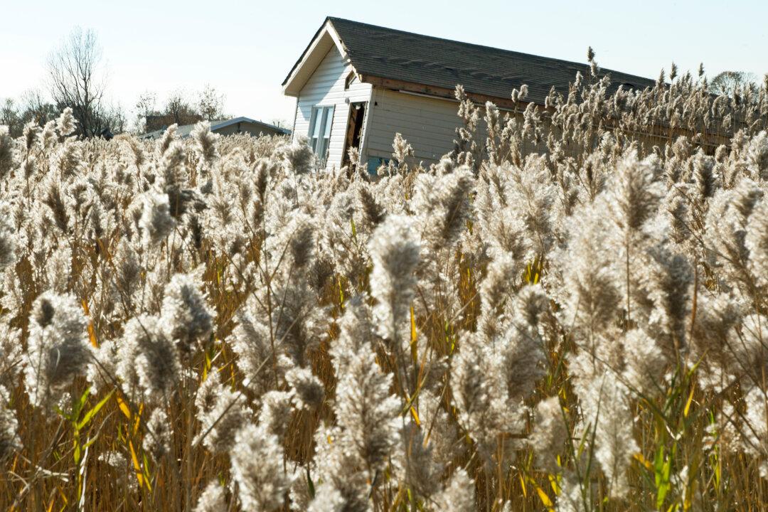 Coastal Recovery Plan Emphasizes ‘Living Shorelines’