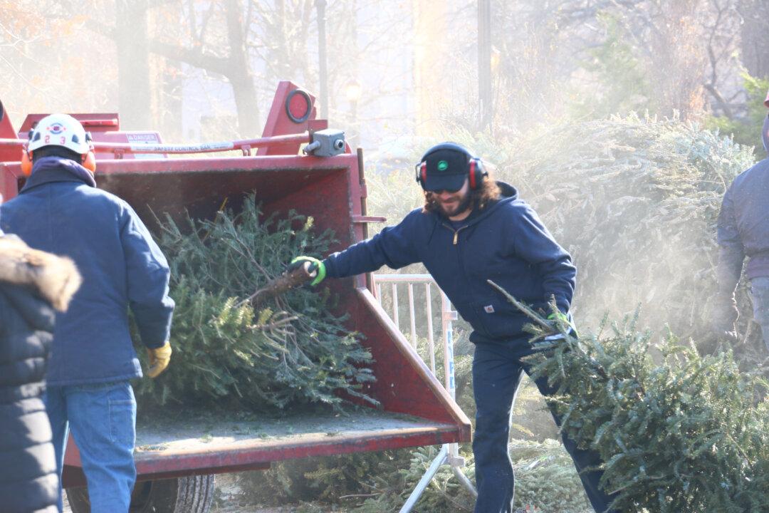 18th Annual Mulchfest ‘Treecycles’ Christmas Trees Into Groundcover