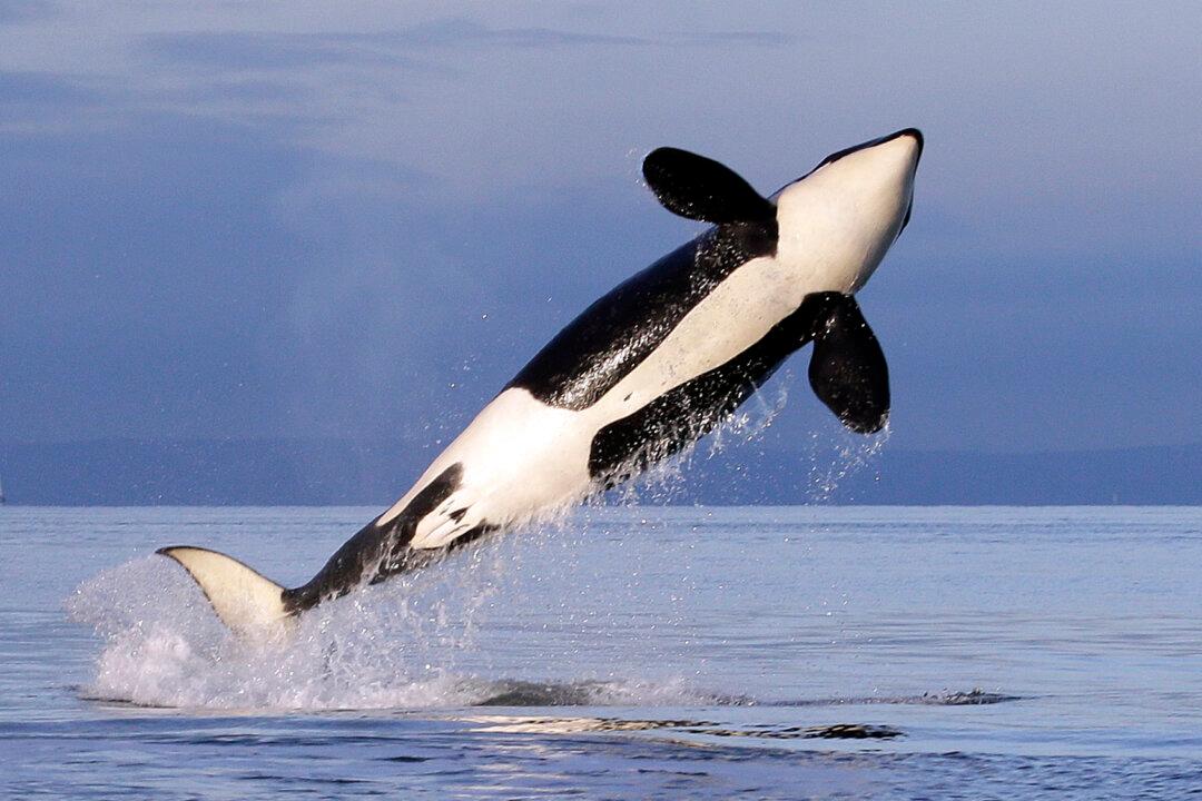 Video Shows Killer Whale Throwing a Seal 80 Feet Into the Air