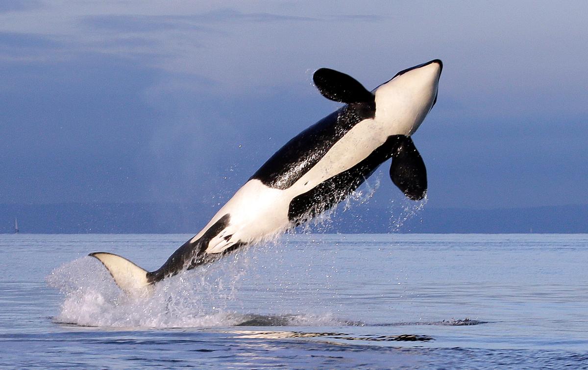 Video Shows Killer Whale Throwing a Seal 80 Feet Into the Air