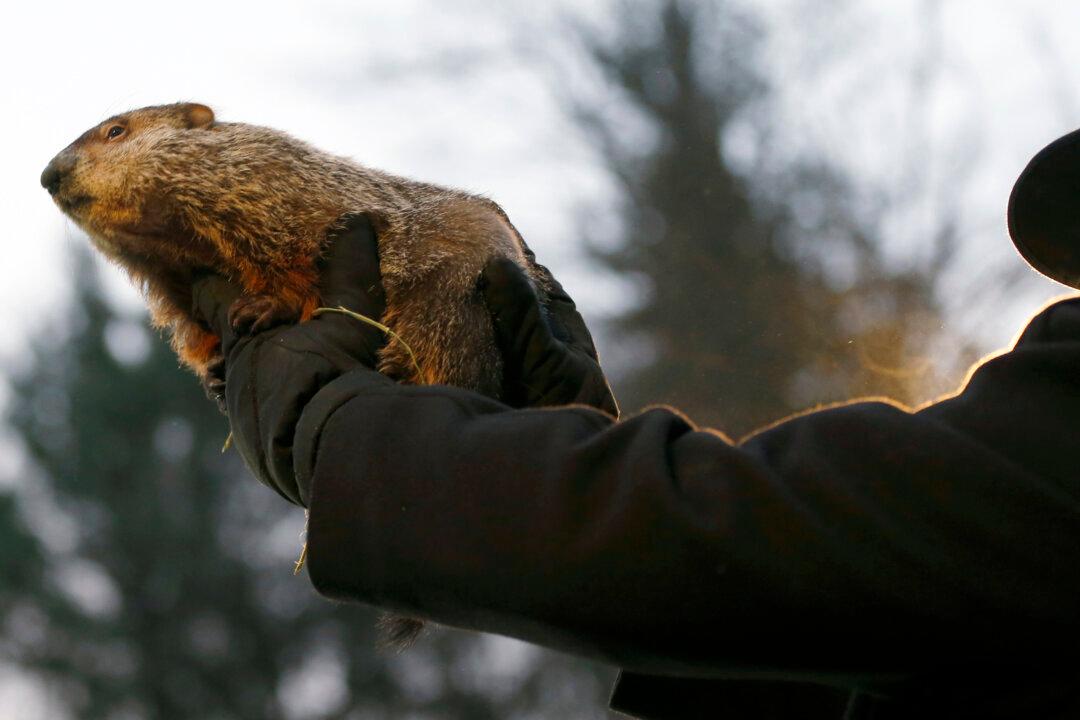 Groundhog Day 2014: What You Need to Know About Punxsutawney Phill (+Video)