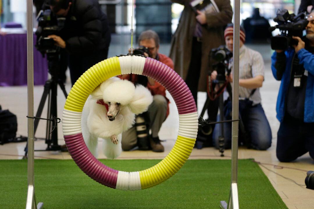 Westminster Kennel Clubs Announces Fresh Additions