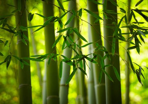 No Such Thing as Organic Bamboo Clothing
