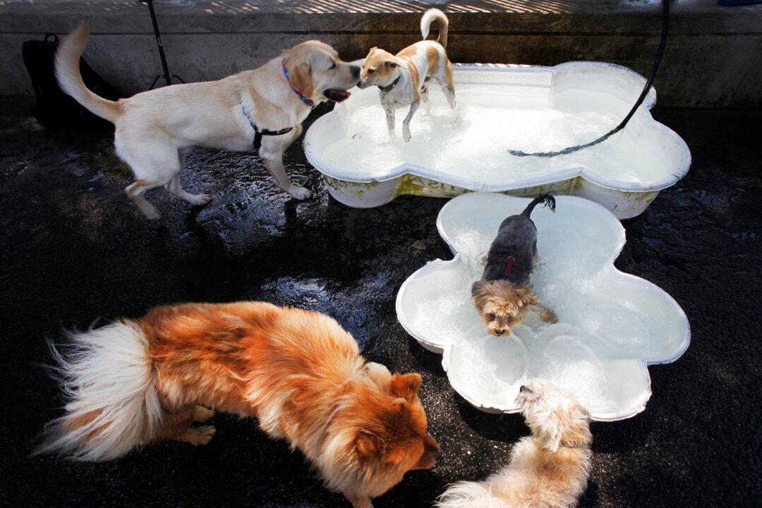 Cats Vs. Dogs - Who Wins?