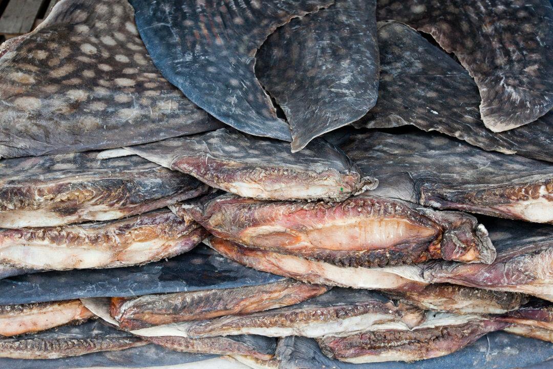 1,400 Pounds of Shark Fins Seized in Miami