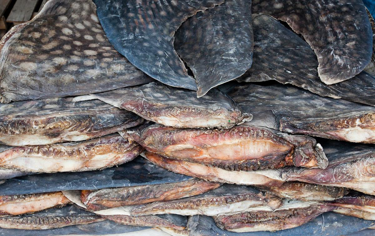 1,400 Pounds of Shark Fins Seized in Miami