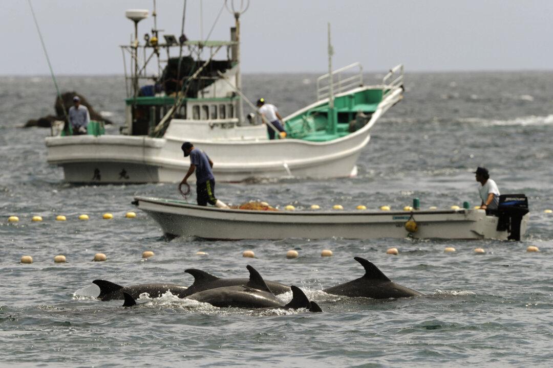 Should Japan Stop Its Annual Dolphin Hunt?
