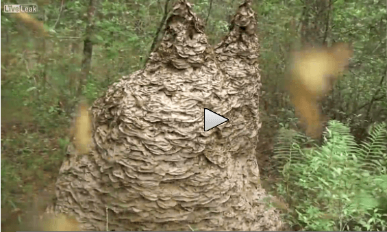 If You Want to Keep Your Sanity, Don’t Watch This Video