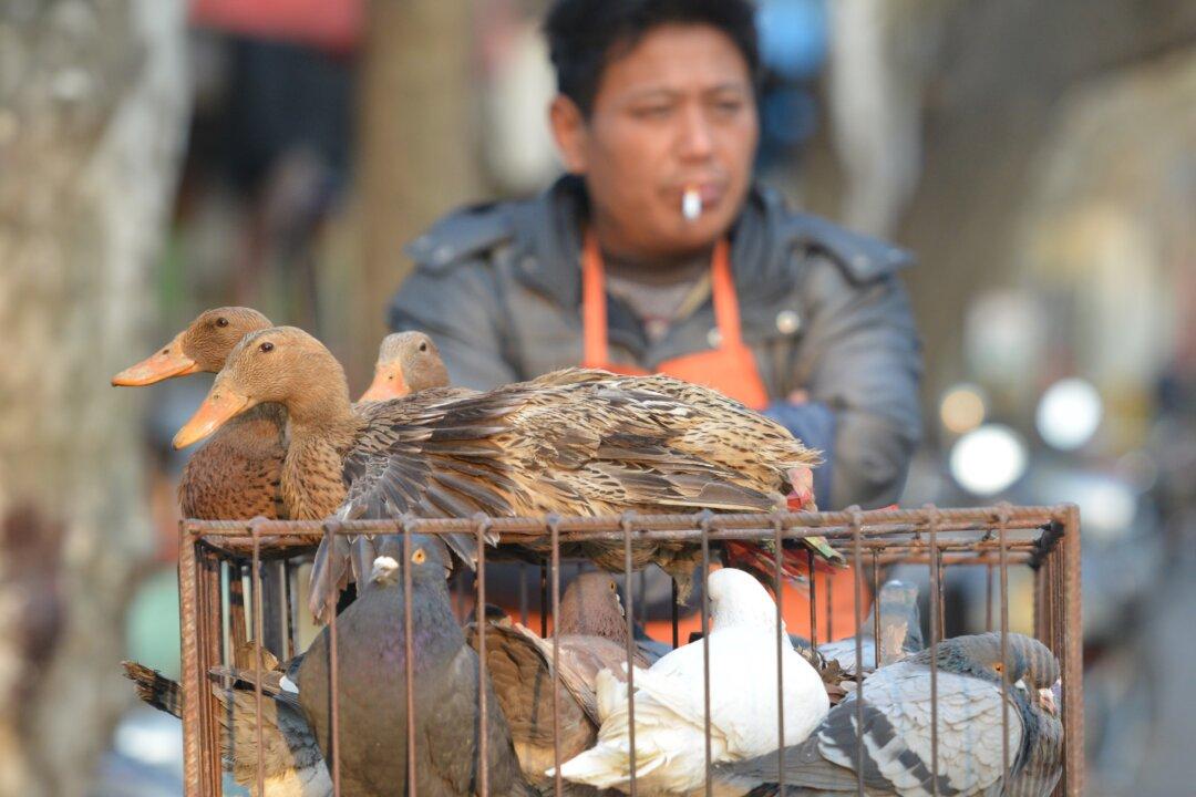 Bird Flu Spreads Rapidly in China This Year