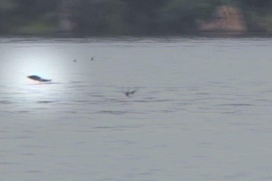 Tigerfish Catches Bird in Mid-Flight in Video: Watch it Here