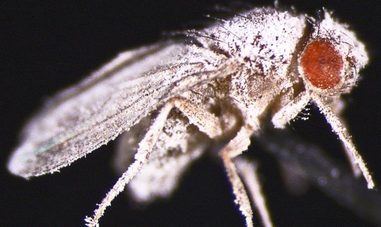 Space Travel Weakens Fly’s Immune System