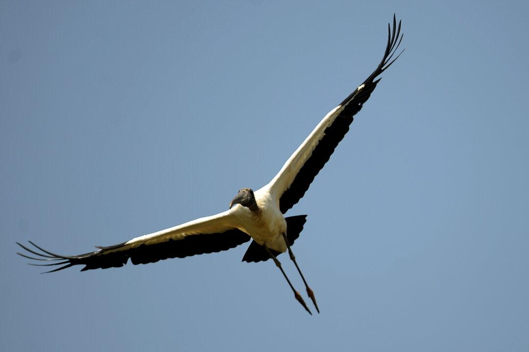 Keep the ESA Strong for the Next 40 Years