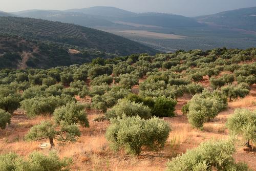 Israel a Hotbed for Agricultural Innovation