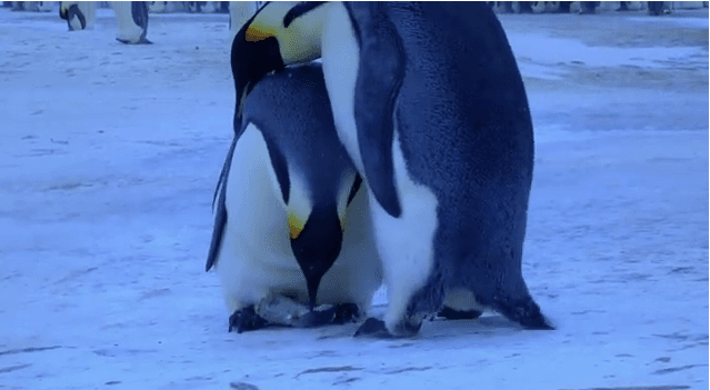The Grief of a Mother Penguin (+ Video)