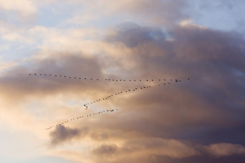 Doing Maths on the Fly, Birds Form V for Efficiency