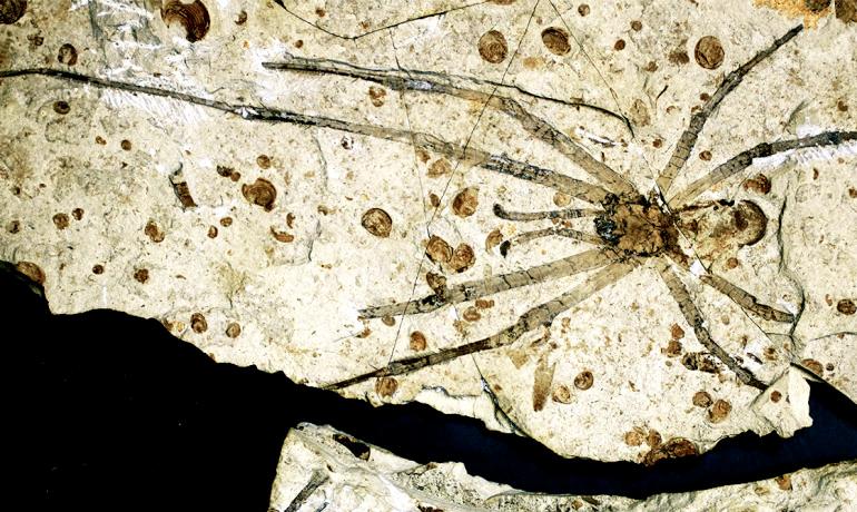 Biggest Spider Fossil Ever Found Was Just Discovered in China (+Photos)