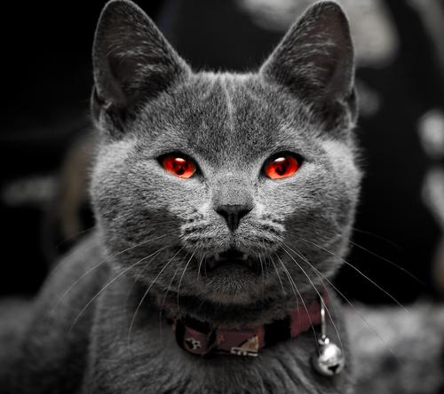 Shape-Shifting Vampire Cats on the Prowl?