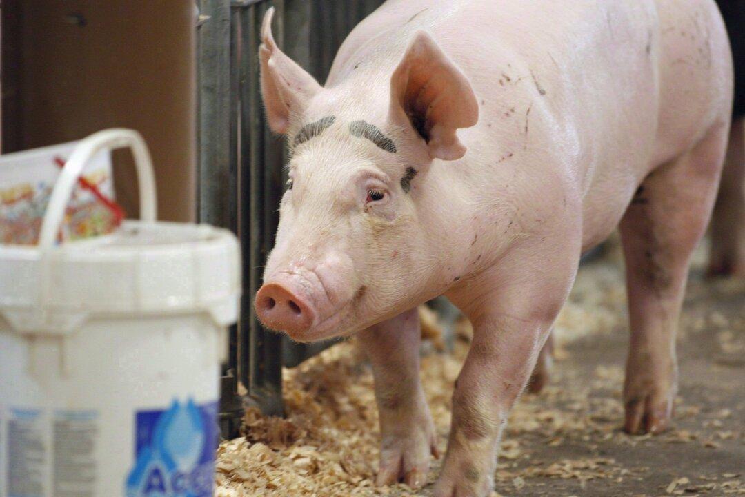 Deadly Pig Virus Comes From Contaminated Feed, CFIA Confirms