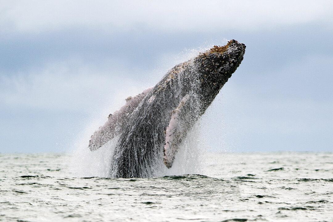 From Flies to Whales, Animal Movement has ‘Magic Range’
