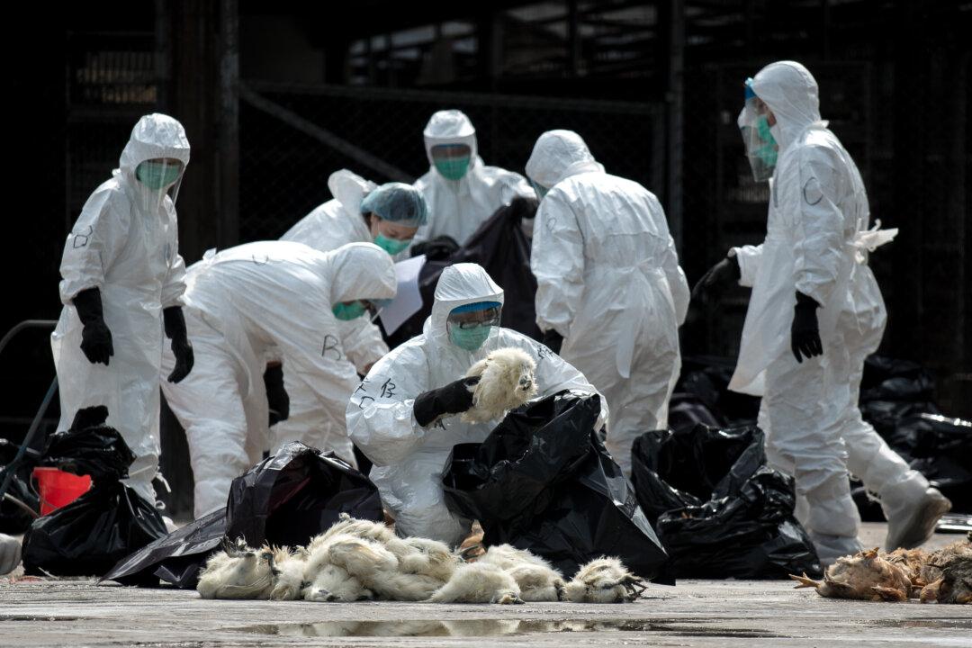 Fast-Spreading Bird Flu Causes Panic in China