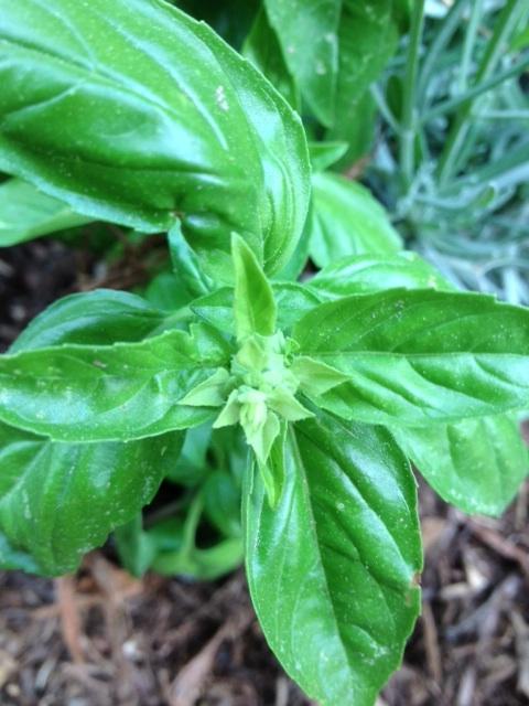 Dreaming of Spring-- Home Grown Goodness in My Living Room