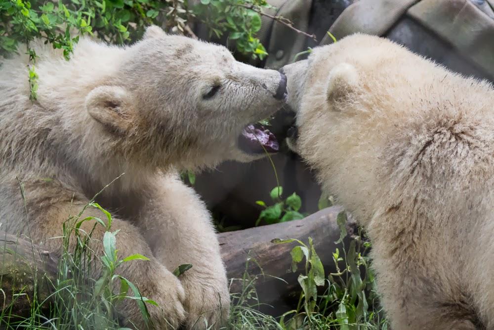 Polar Bear Exhibit at Buffalo Zoo Breaks Ground