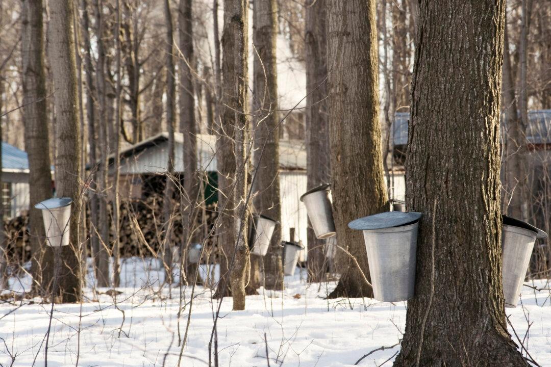 The Tree Syrups of Canada