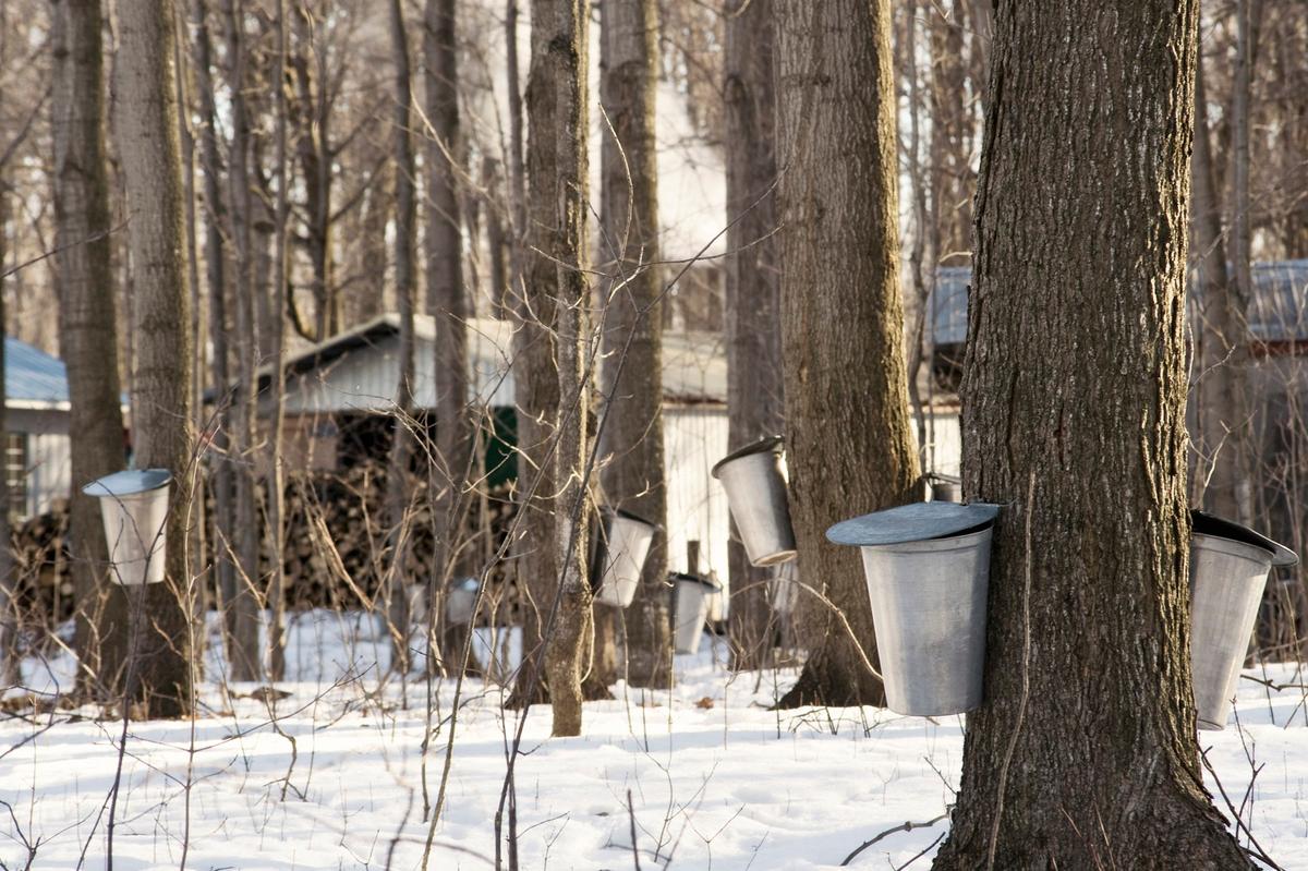 The Tree Syrups of Canada