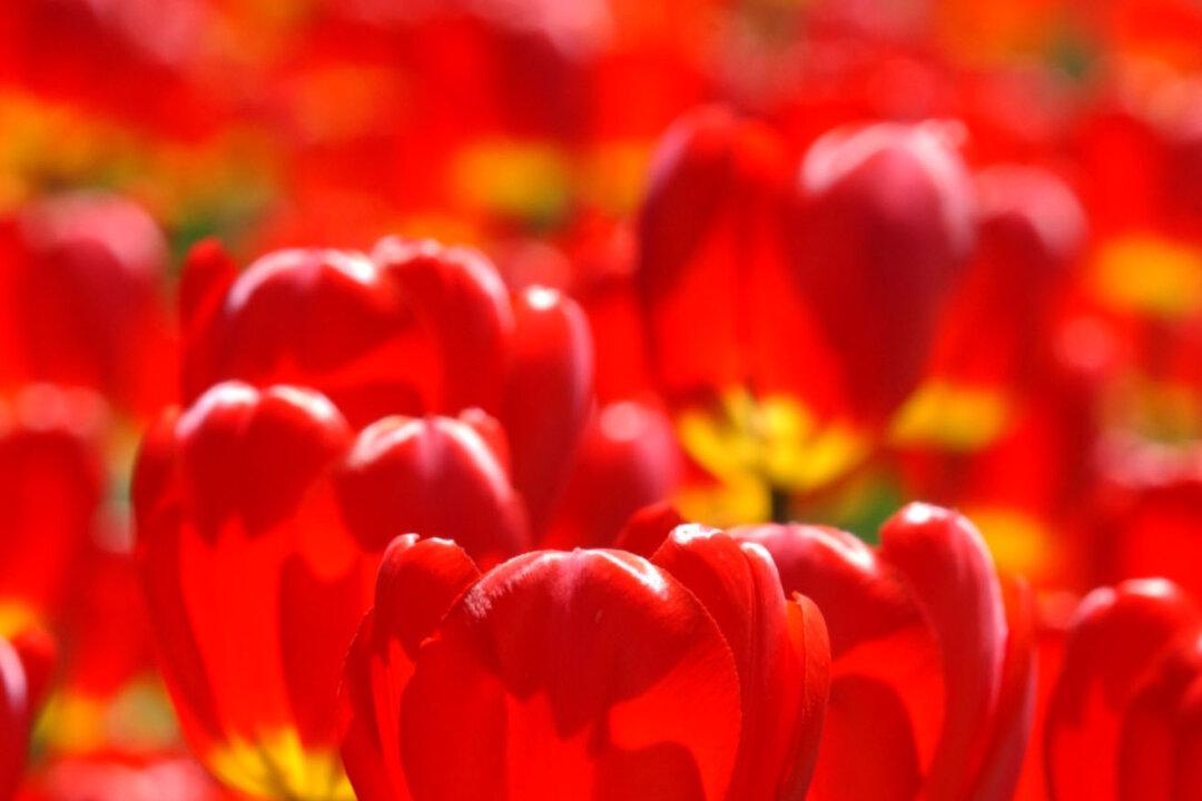 Tiptoe Through the Tulips in Ottawa