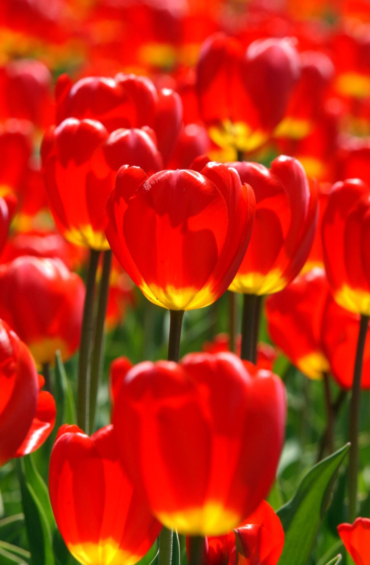 Tiptoe Through the Tulips in Ottawa