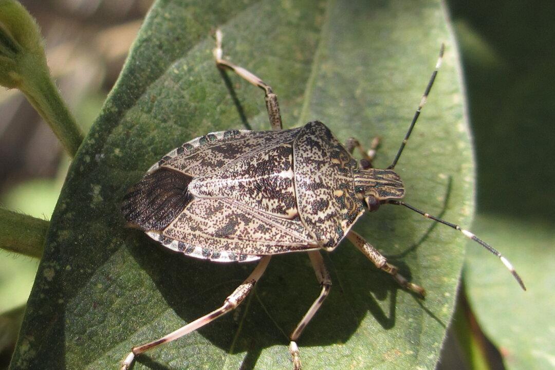 Study: Polar Vortex Killed 95 Percent of Stink Bugs in the US