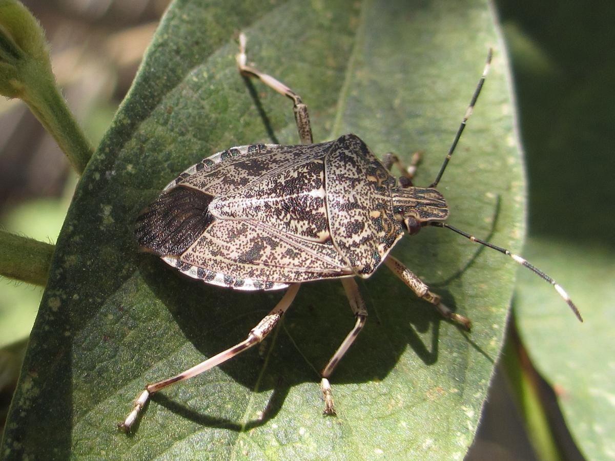 Study: Polar Vortex Killed 95 Percent of Stink Bugs in the US