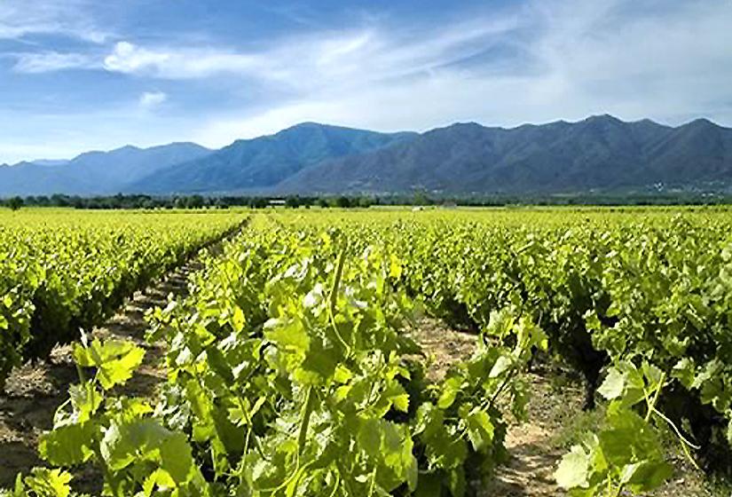 The Sweet Wines of Roussillon Stand Out