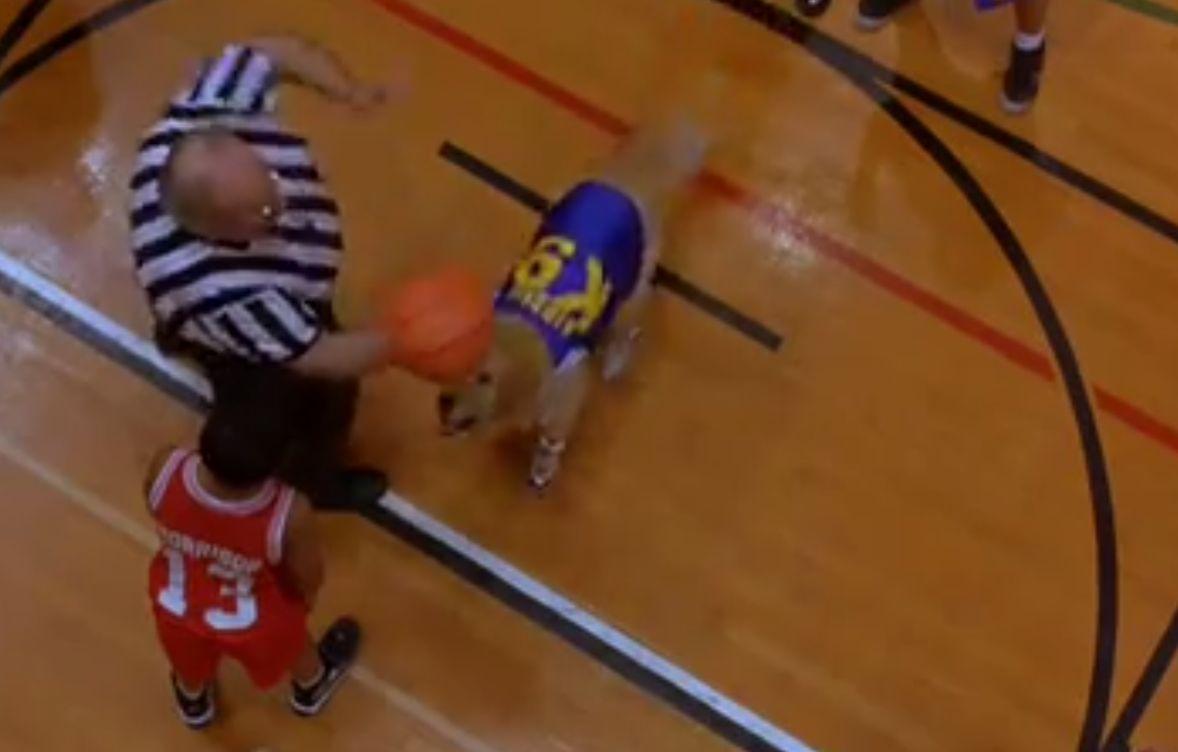 Air Bud Dog Dies: ‘RIP’ Tweet for Air Buddy, Comet Dog Goes Viral 15 Years After Death