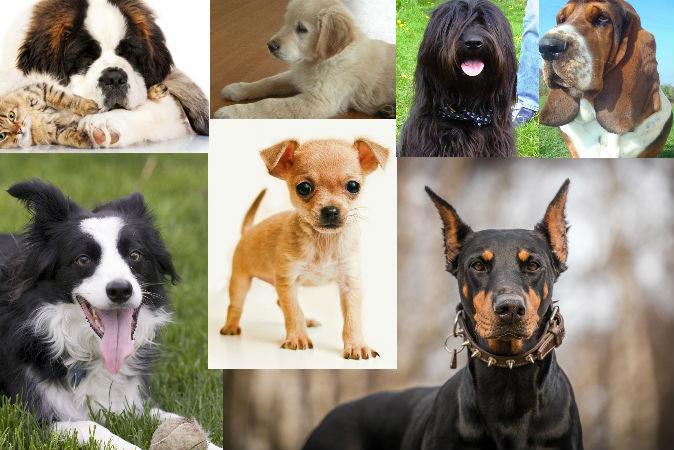 Dog Breeds: What Does Your Choice of Breed Say About You?