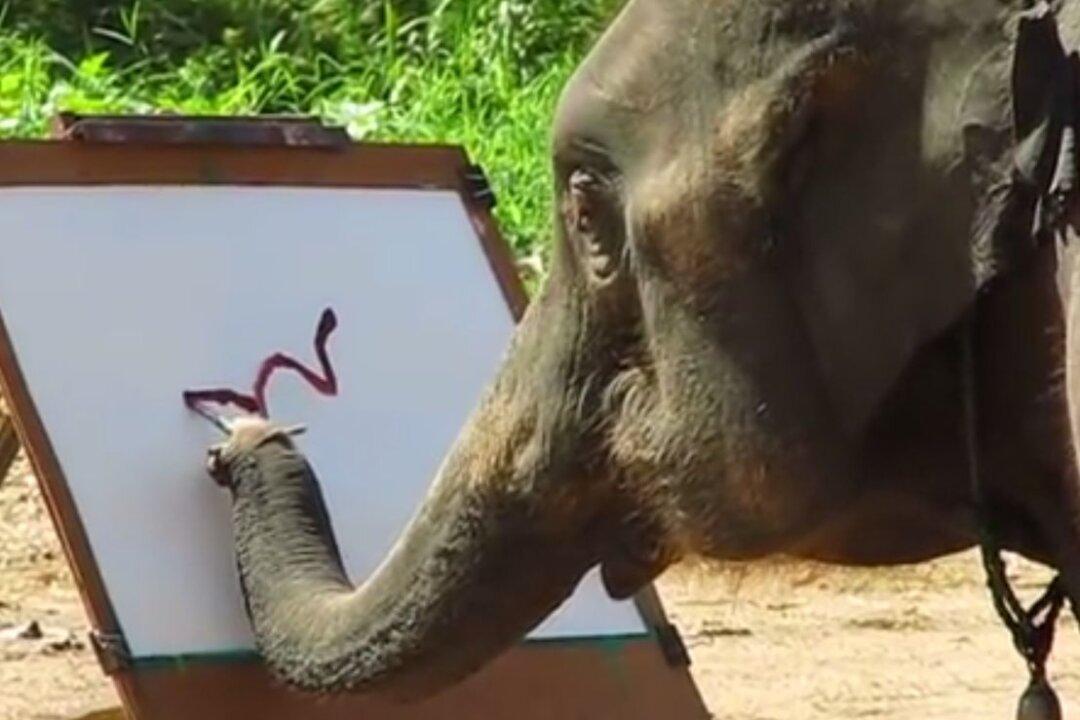 ‘Elephant Painting an Elephant’: Is Facebook Video of Suda Real?