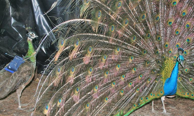 She’s Staring at His Legs, Not His Long Peacock Feathers