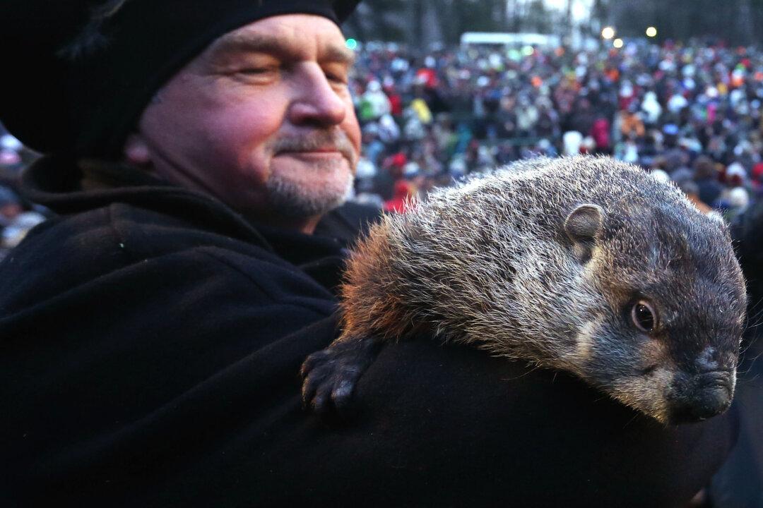 Groundhog Day 2014: When to Watch, Predictions, Accuracy