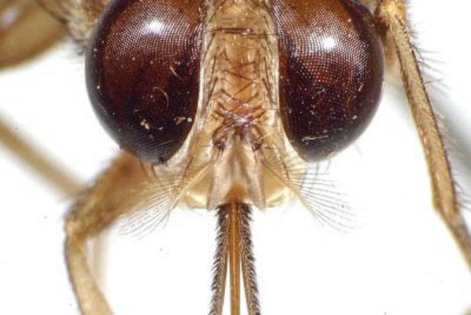 8 Deadliest Insects in the World