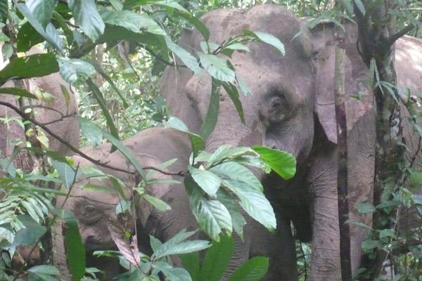 Next Big Idea in Forest Conservation? Privatizing Conservation Management