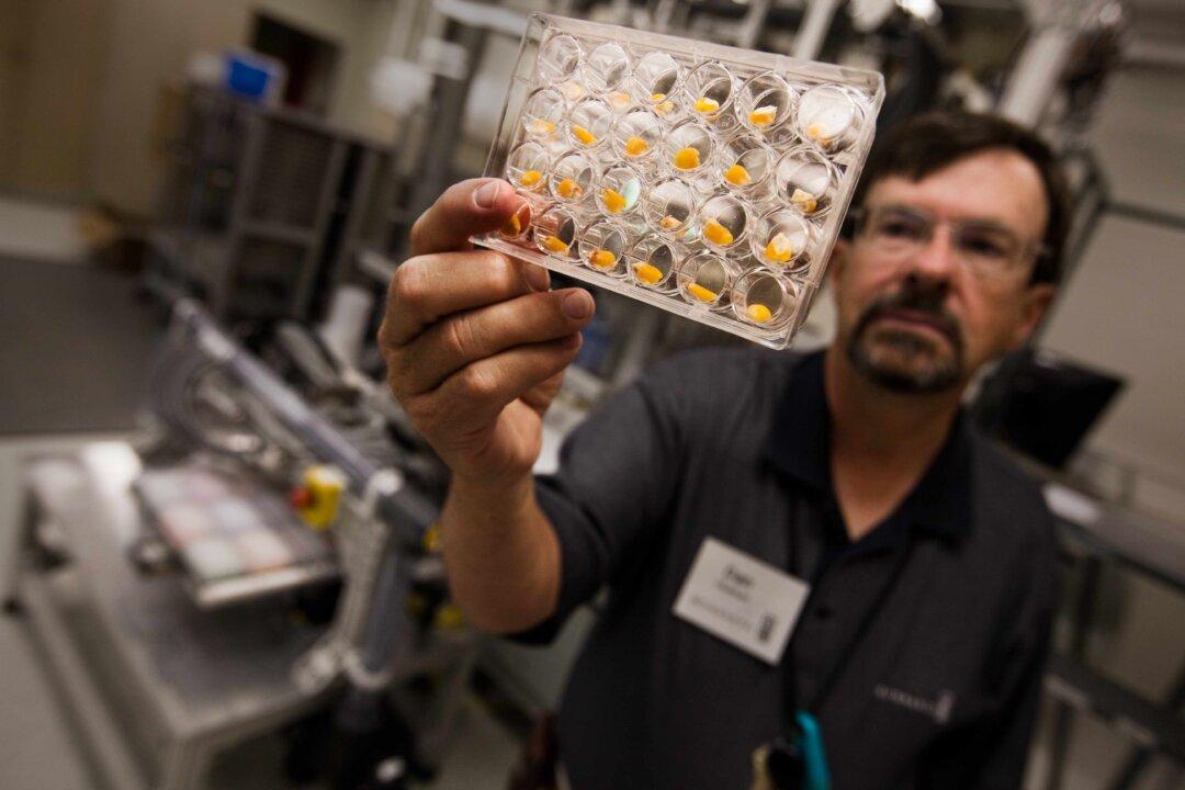 Stealing Corn Seeds for the Motherland