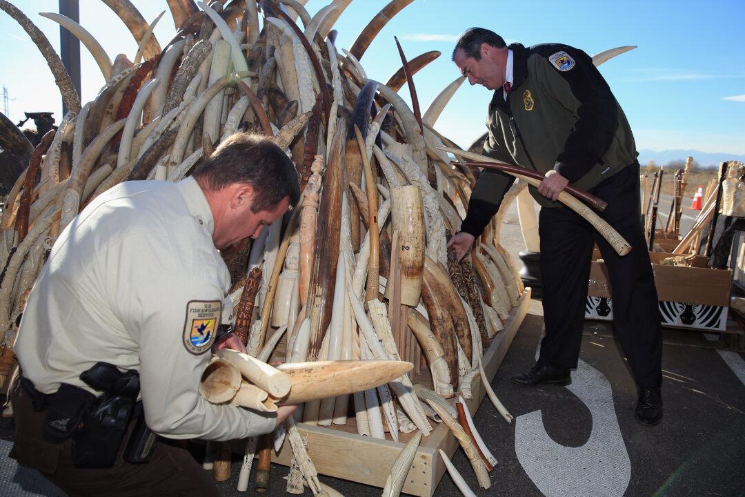 Banning Ivory Will Not Save Elephants