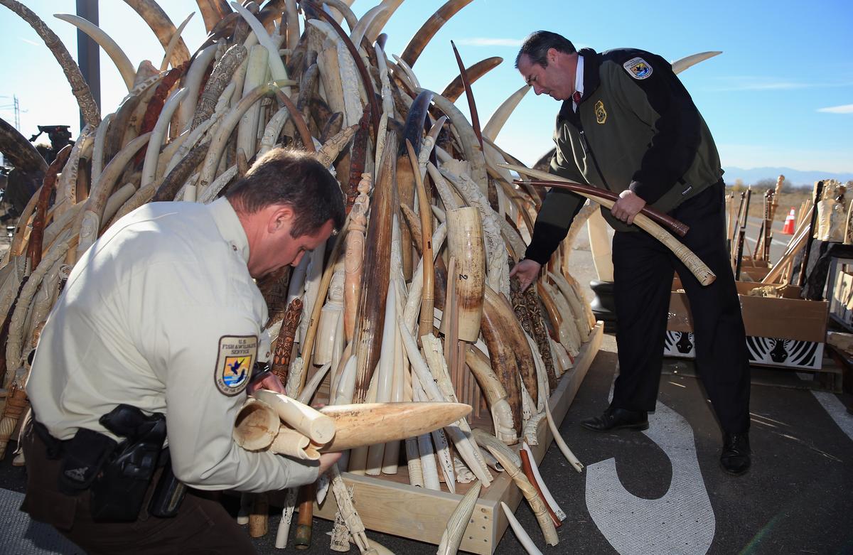 Banning Ivory Will Not Save Elephants