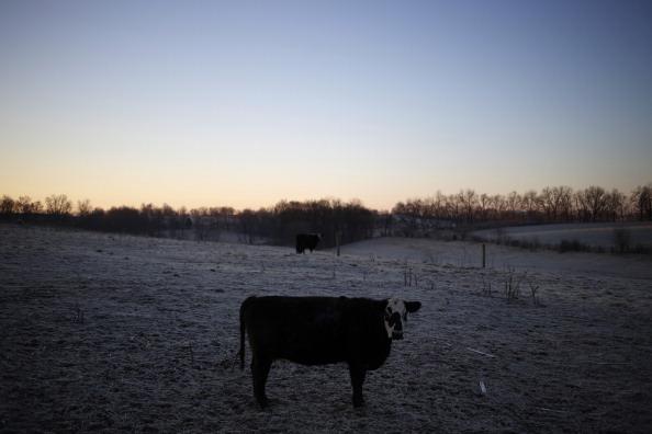 Bizarre Cattle Mutilations Baffle Investigators