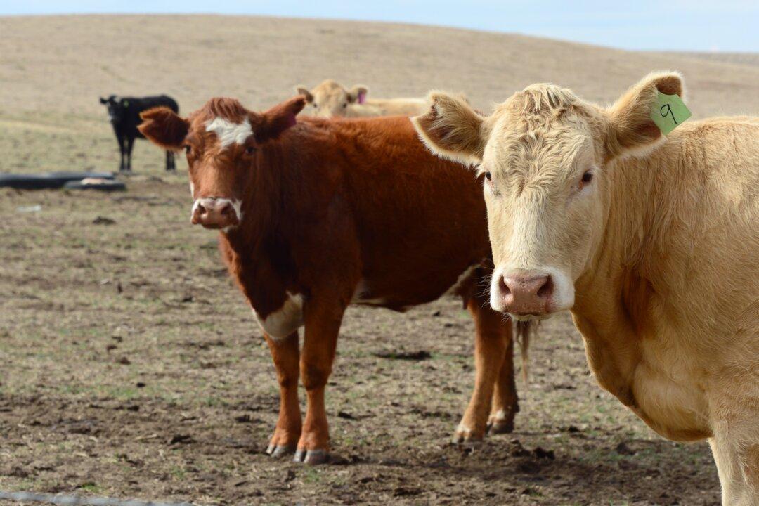 Agencies Can’t Handle Public Health Hazards of Food Production