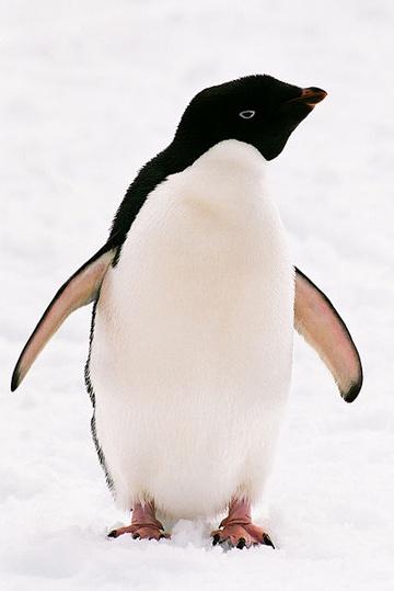 Climate Changes Affecting Penguin Habitat, Study Finds