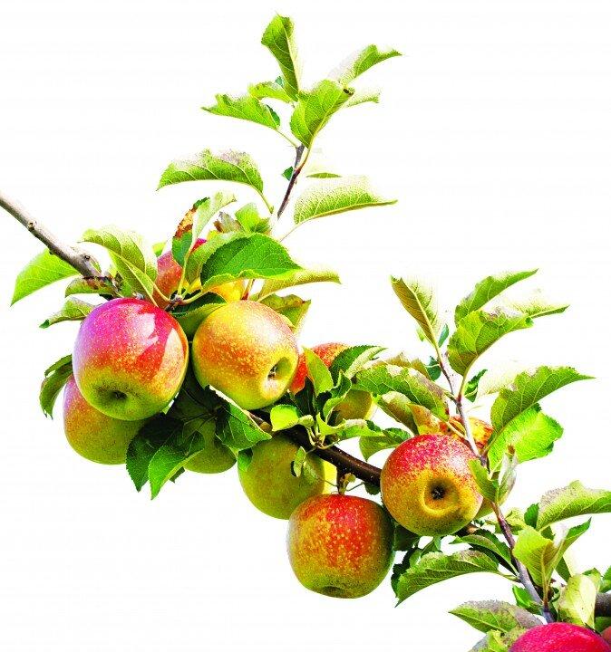 Get Rid of Gallstones Naturally With Apples