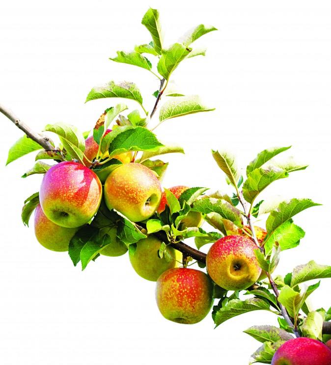 Get Rid of Gallstones Naturally With Apples