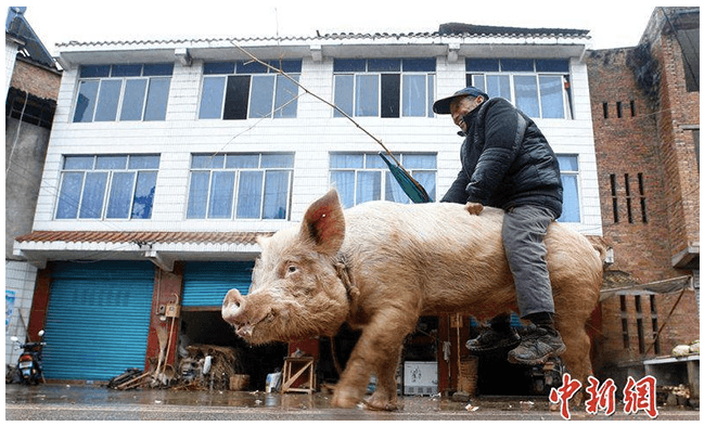 Video: Farmer Rides Giant Pig to Town in China